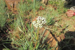 Asclepias fallax