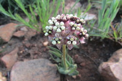 Asclepias fallax