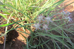 Asclepias brevipes
