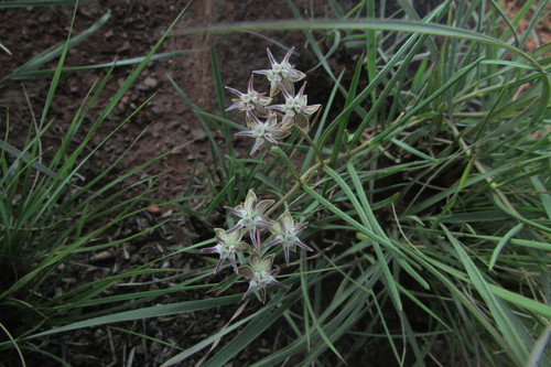 Image of Asclepias brevipes by (c) James Deacon, some rights reserved (CC BY-SA)