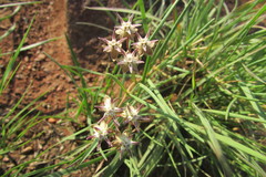 Asclepias brevipes