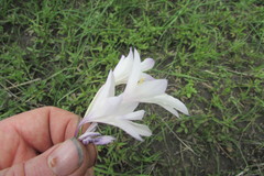 Gladiolus robertsoniae