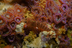 Notoclinops yaldwyni