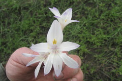 Gladiolus robertsoniae