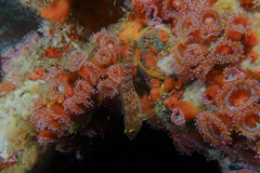 Notoclinops yaldwyni