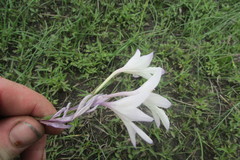 Gladiolus robertsoniae