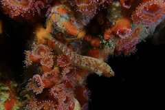 Notoclinops yaldwyni