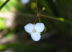 Libertia mooreae