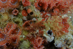 Notoclinops yaldwyni