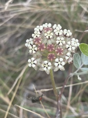 Asclepias densiflora