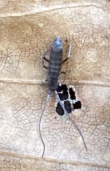 Pogonognathellus longicornis