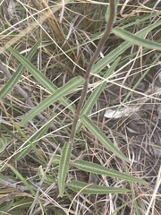 Asclepias densiflora