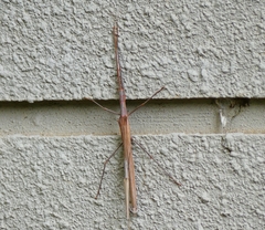 Trachythorax sparaxes