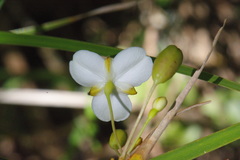 Libertia mooreae