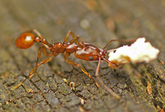 Orectognathus antennatus