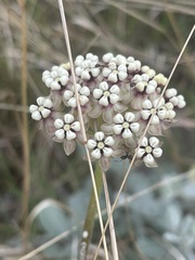 Asclepias densiflora