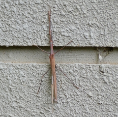 Trachythorax sparaxes