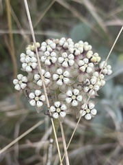 Asclepias densiflora