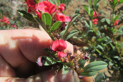 Image of Indigofera crebra by (c) James Deacon, some rights reserved (CC BY-SA)