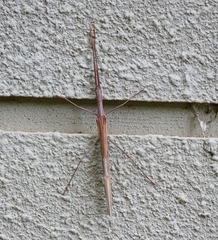 Trachythorax sparaxes