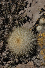 Mammillaria flavicentra