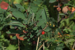 Cotoneaster uniflorus