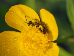 Tenthredo talyshensis