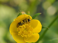 Tenthredo talyshensis