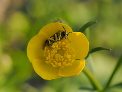 Tenthredo talyshensis