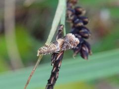 Lobesia reliquana