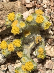 Eriophyllum pringlei