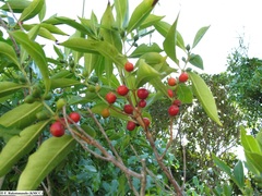 Image of Tricalysia dauphinensis