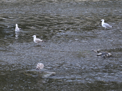 Larus