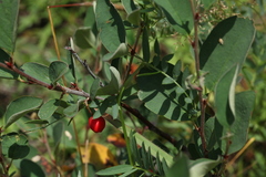 Cotoneaster uniflorus