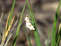 Conchylodes octonalis