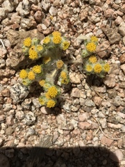 Eriophyllum pringlei