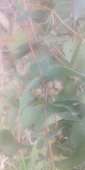 Eucalyptus conspicua