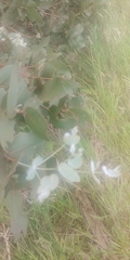 Eucalyptus conspicua