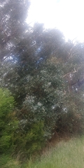 Eucalyptus conspicua