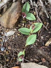 Chiloglottis gunnii