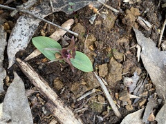 Chiloglottis gunnii