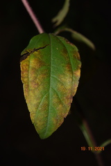 Phytophthora infestans