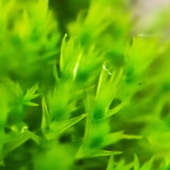Vinealobryum nicholsonii