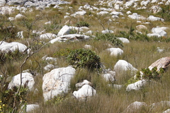 Hermas villosa