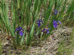 Iris laevigata
