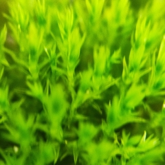 Vinealobryum nicholsonii