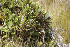 Hermas villosa