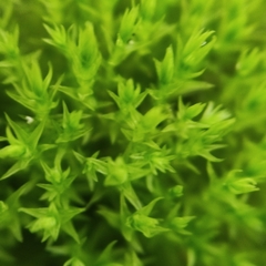 Vinealobryum nicholsonii