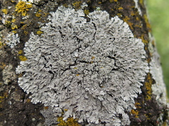 Heterodermia albicans