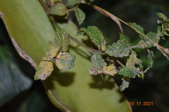 Phytophthora infestans